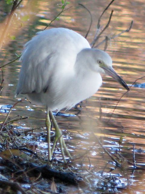 Little Blue Heron